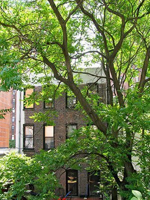 Tree shaded backyard